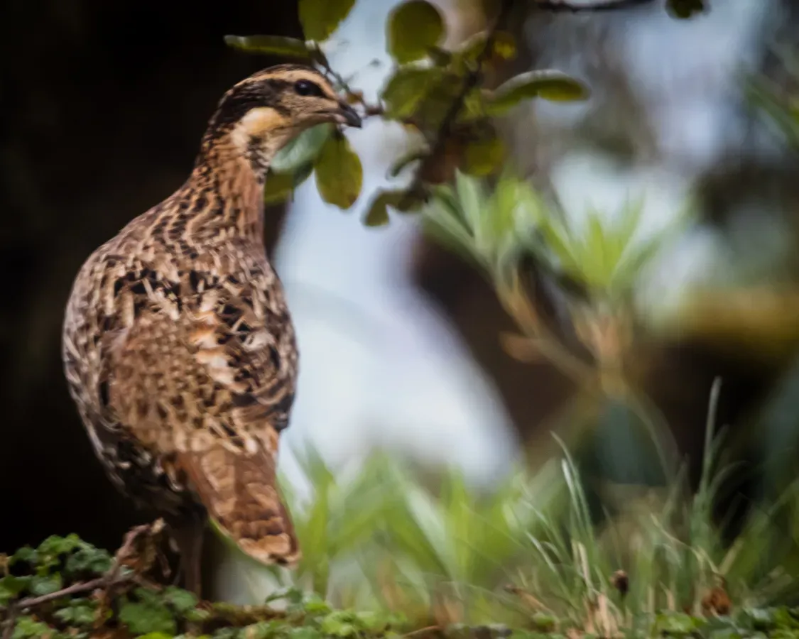 File:Koklass pheasant - Female (Pucrasia macrolopha)-7631.jpg