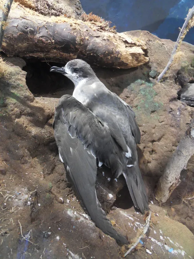 File:Pterodroma baraui-MhnLR.JPG