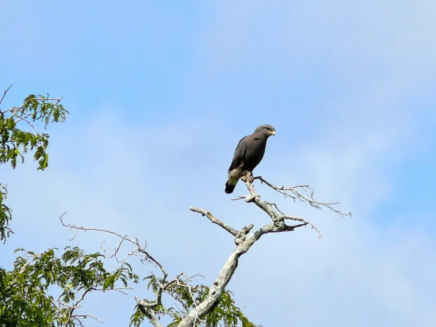 File:Western Banded Snake Eagle (Circaetus cinerascens) in Ziwa Rhino Sanctuary.jpg