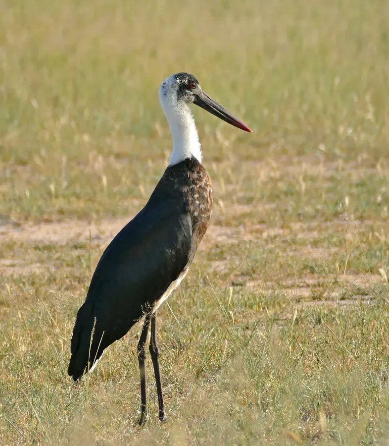 File:African Woolly-necked Stork (Ciconia microscelis), Kruger NP (17236174419).jpg
