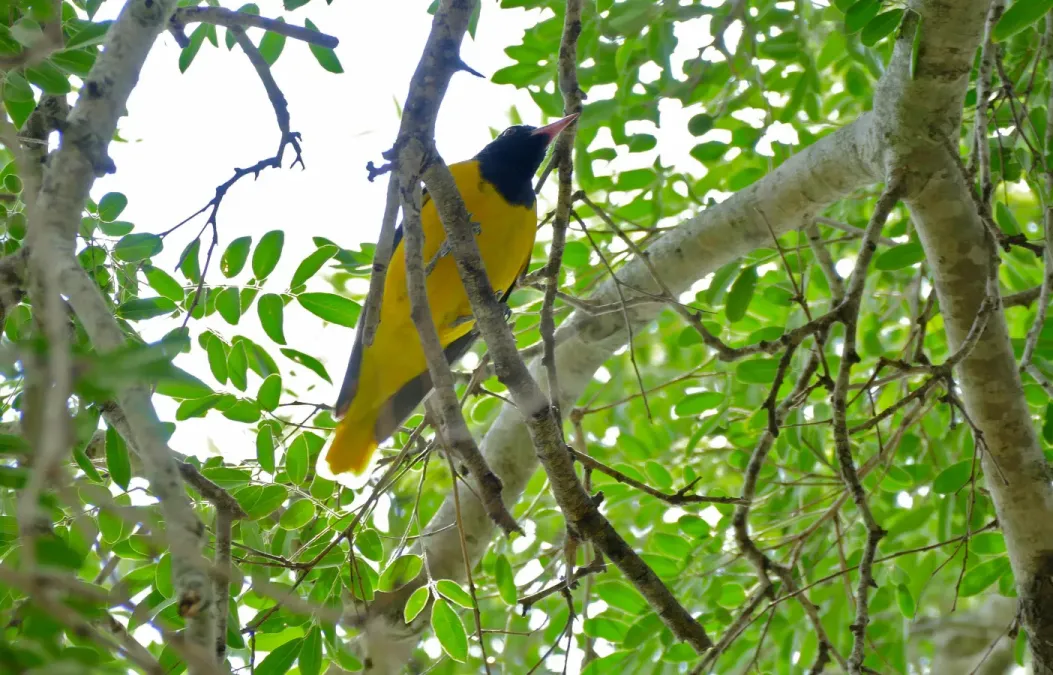 File:Black-headed Oriole (Oriolus larvatus) (17352073841).jpg