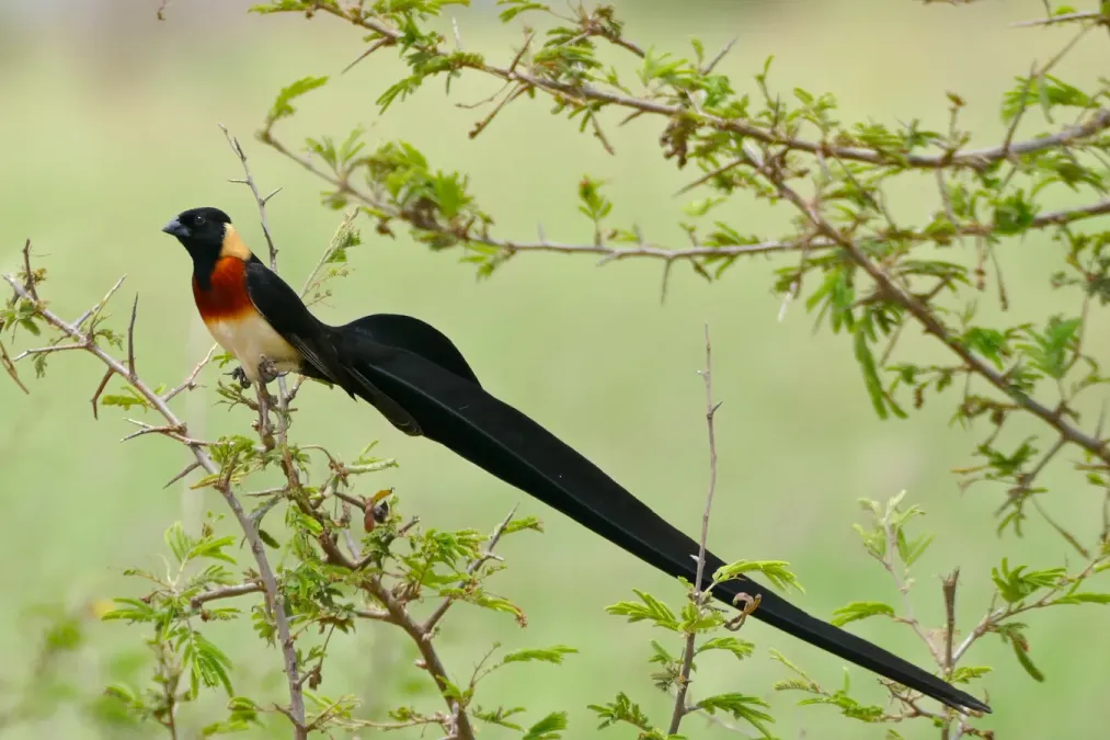 File:Long-tailed Paradise Whydah (Vidua paradisaea) (17145400469).jpg