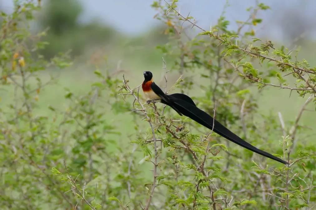 File:Long-tailed Paradise Whydah (Vidua paradisaea) (17331224861).jpg