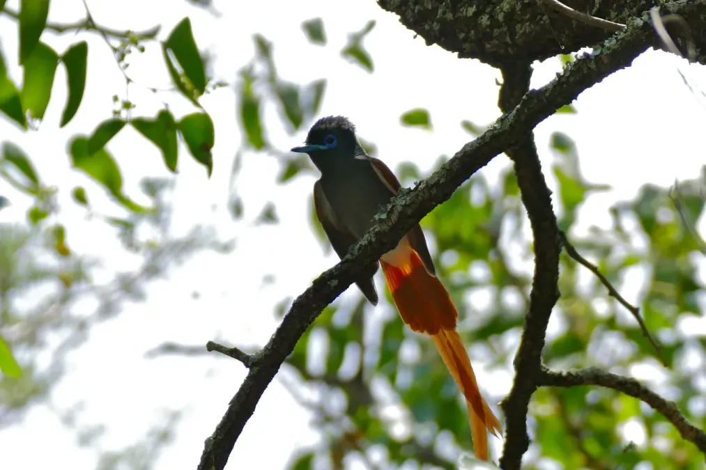 File:African Paradise Flycatcher (Terpsiphone viridis) female (17288880882).jpg