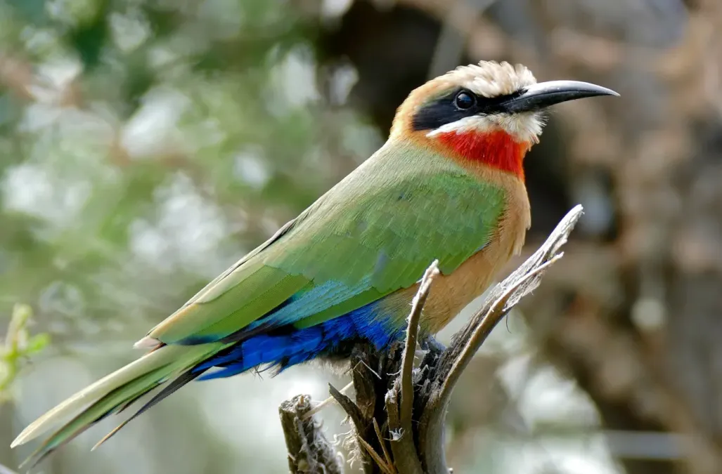 File:White-fronted Bee-eater (Merops bullockoides) (16653461693).jpg