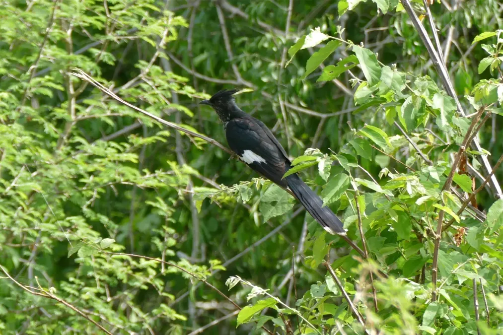 File:Levaillant's Cuckoo (Clamator levaillantii) (16863834281).jpg