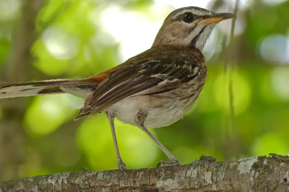 File:White-browed Scrub Robin (Cercotrichas leucophrys) (16203104283).jpg
