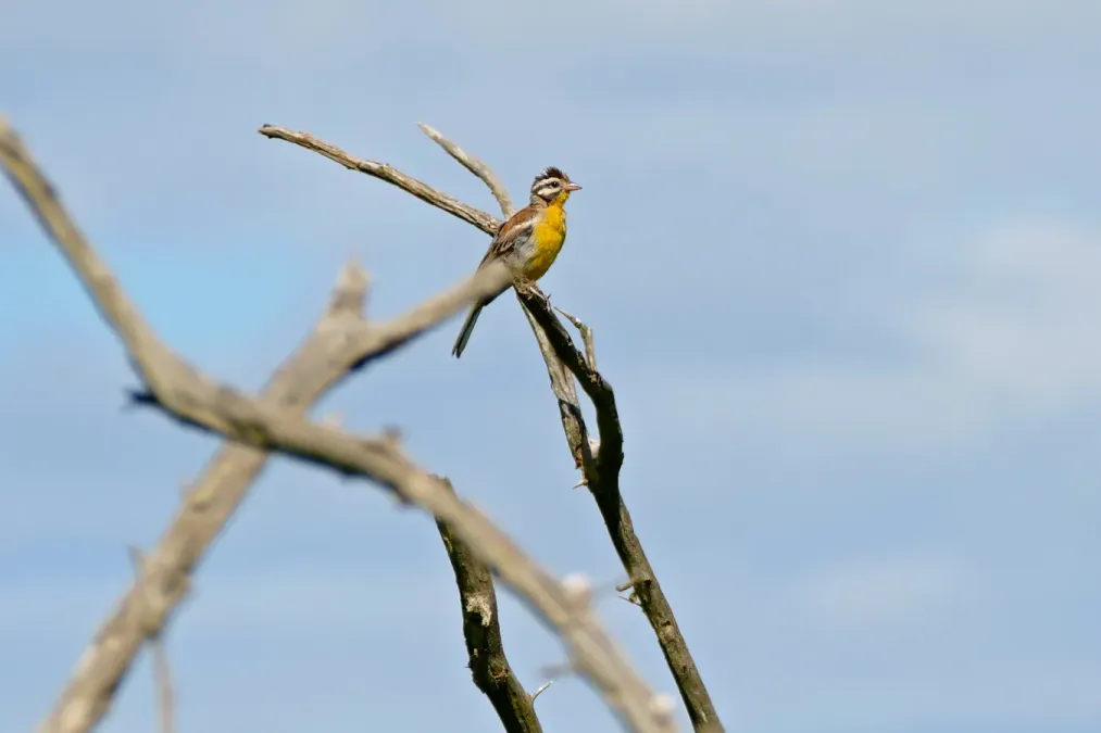 File:Golden-breasted Bunting (Emberiza flaviventris) (16819383895).jpg