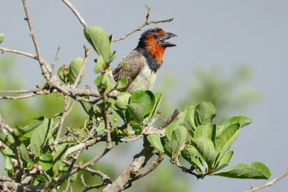File:Black-collared Barbet (Lybius torquatus) (16188034604).jpg
