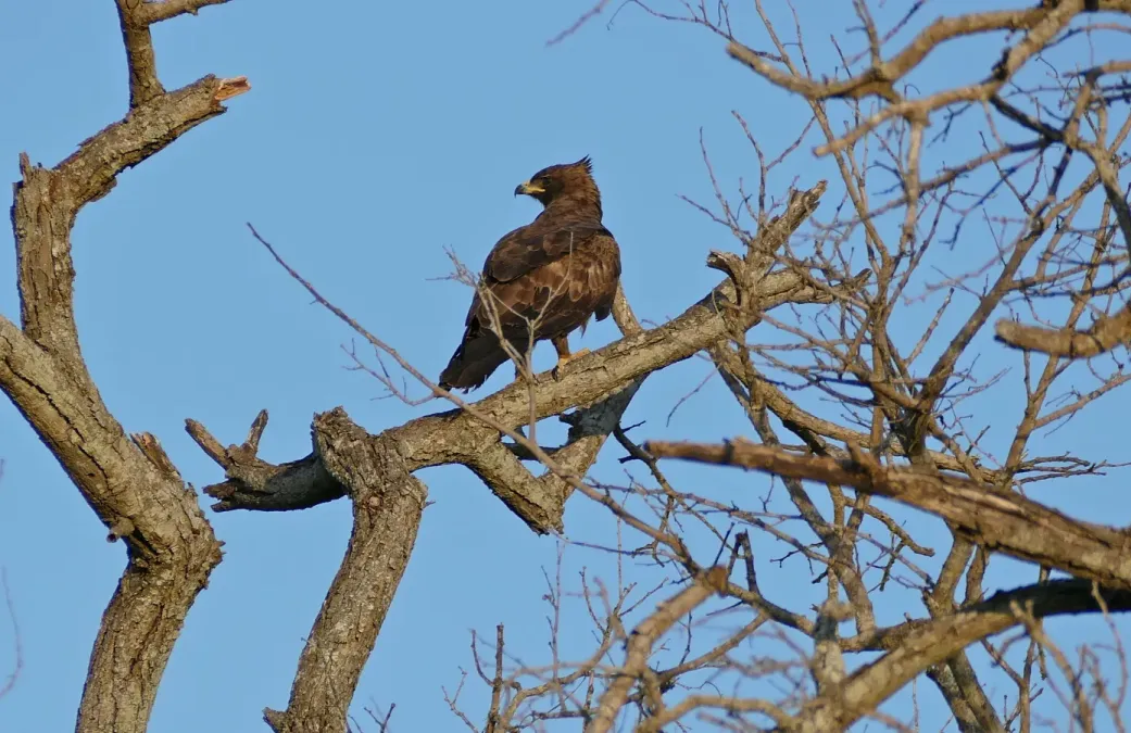 File:Wahlberg's Eagle (Hieraaetus wahlbergi) (16723445432).jpg
