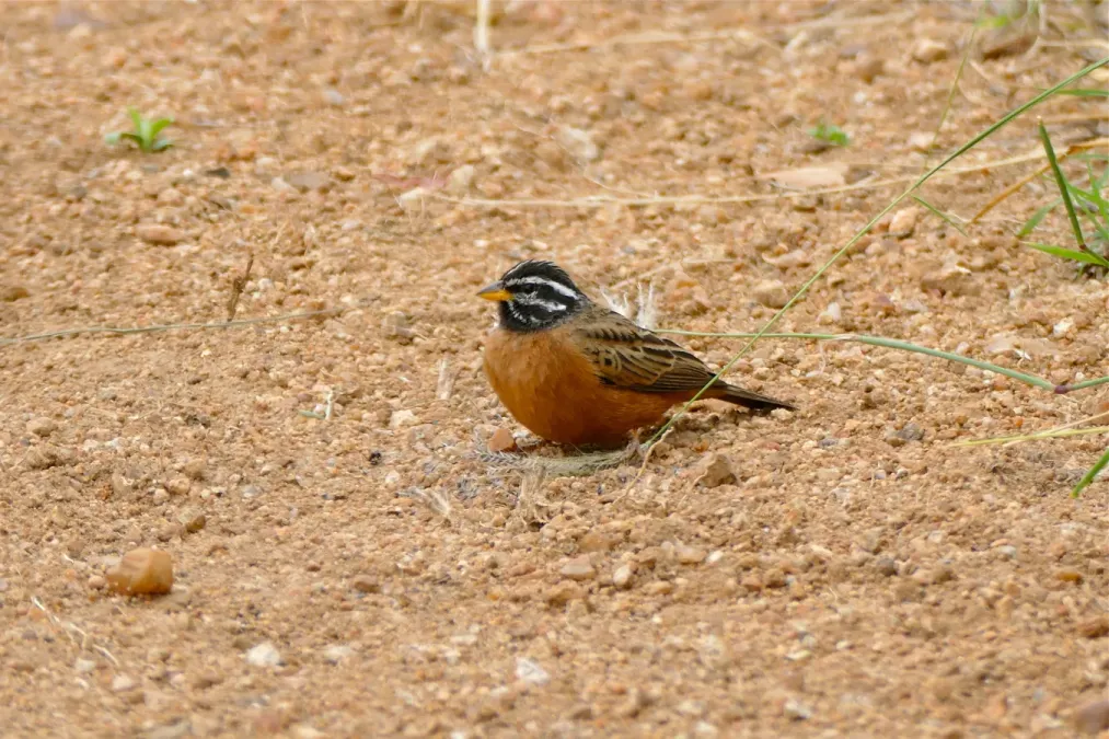 File:Cinnamon-breasted Bunting (Emberiza tahapisi) (16013897374) (2).jpg