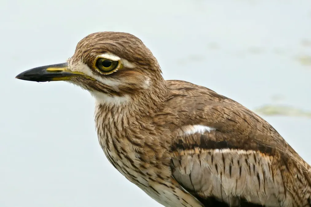 File:Water Thick-knee (Burhinus vermiculatus) (16414399428).jpg