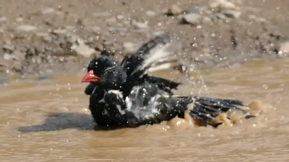 File:Red-billed Buffalo Weaver (Bubalornis niger) bathing (16333581479).jpg