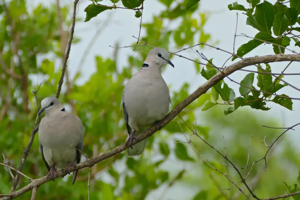 File:Ring-necked Doves (Streptopelia capicola) (16275877169).jpg