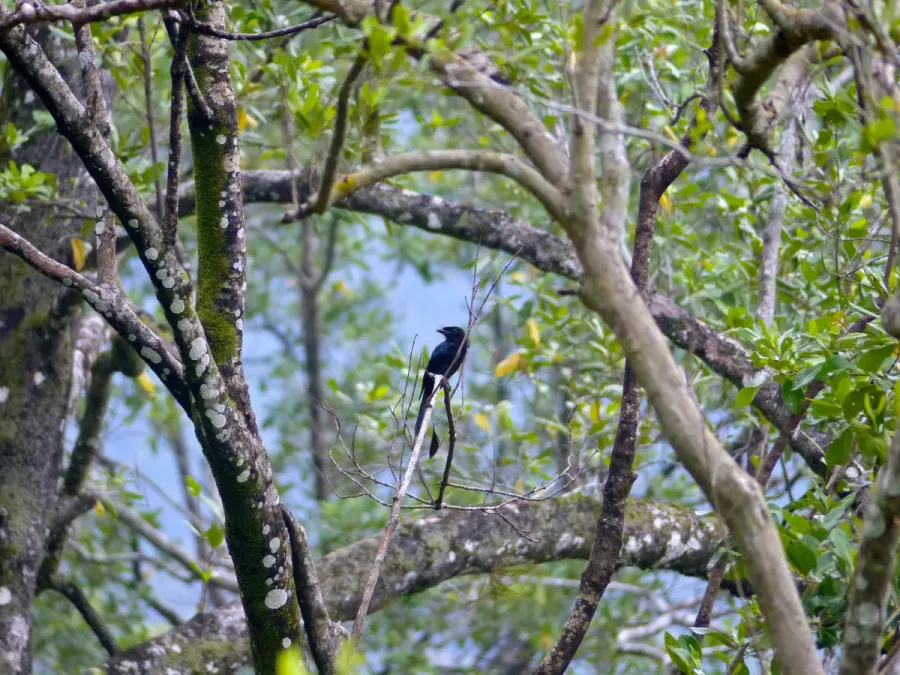 File:Greater Racket-tailed Drongo (Dicrurus paradiseus) (15635034919).jpg