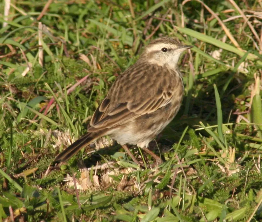 File:Anthus novaeseelandiae novaeseelandiae.jpg