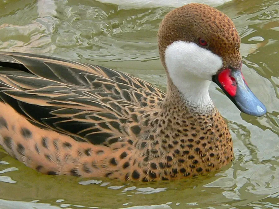 File:White-cheeked Pintail (Anas bahamensis) (6950595674).jpg