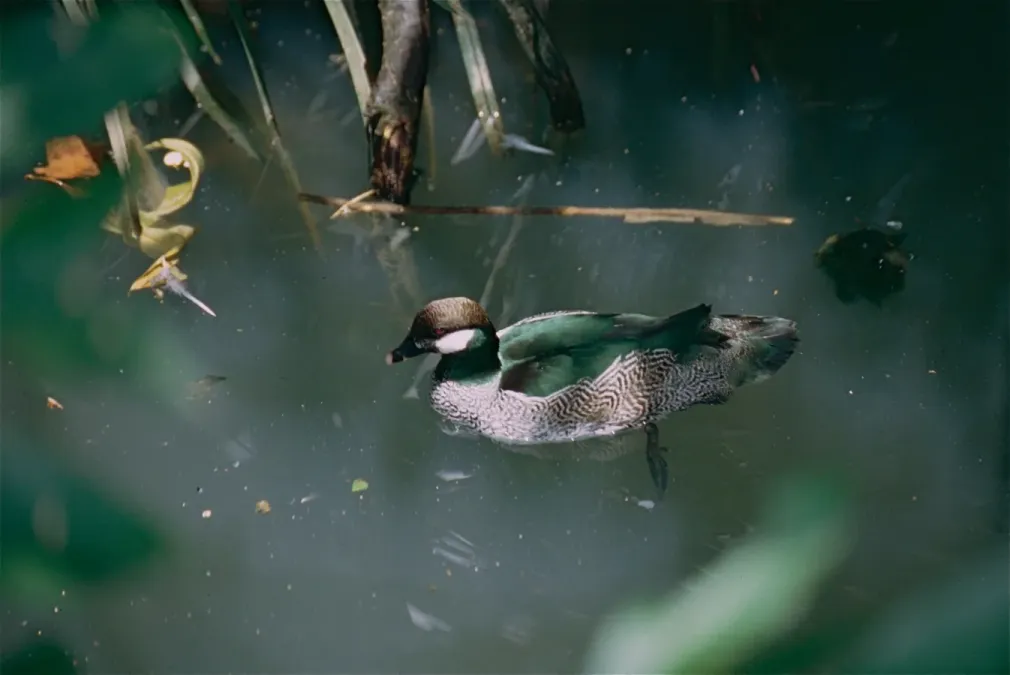 File:Green Pygmy Goose (Nettapus pulchellus) (9741556899).jpg