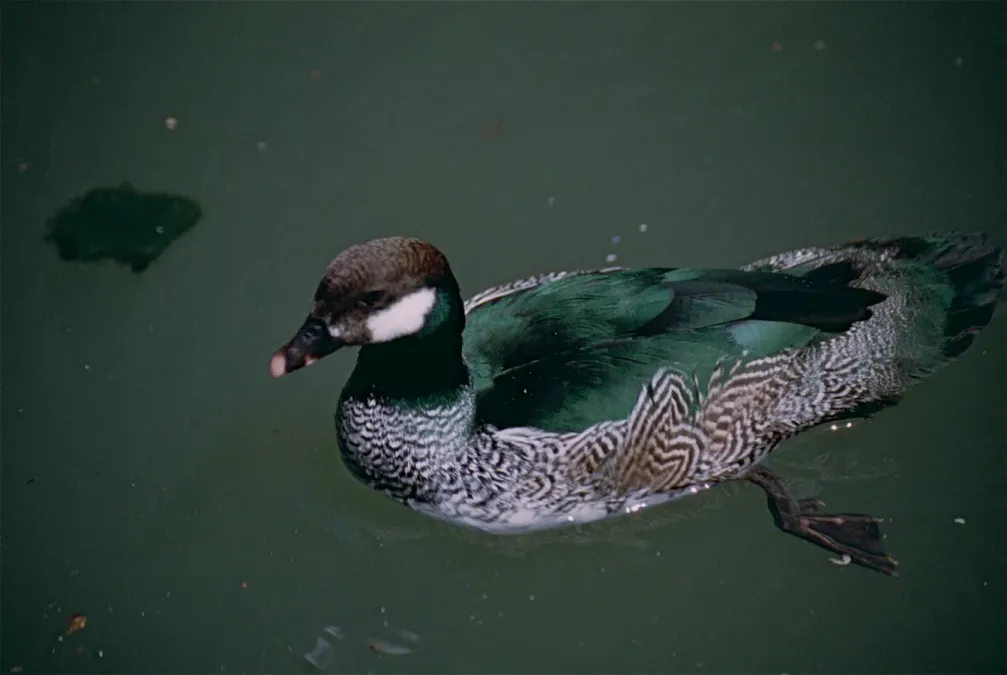 File:Green Pygmy Goose (Nettapus pulchellus) (9757638393).jpg