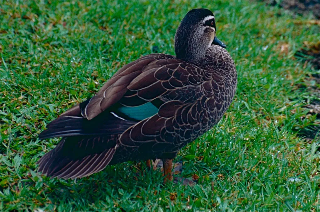 File:Pacific Black Duck (Anas superciliosa) (9822602396).jpg