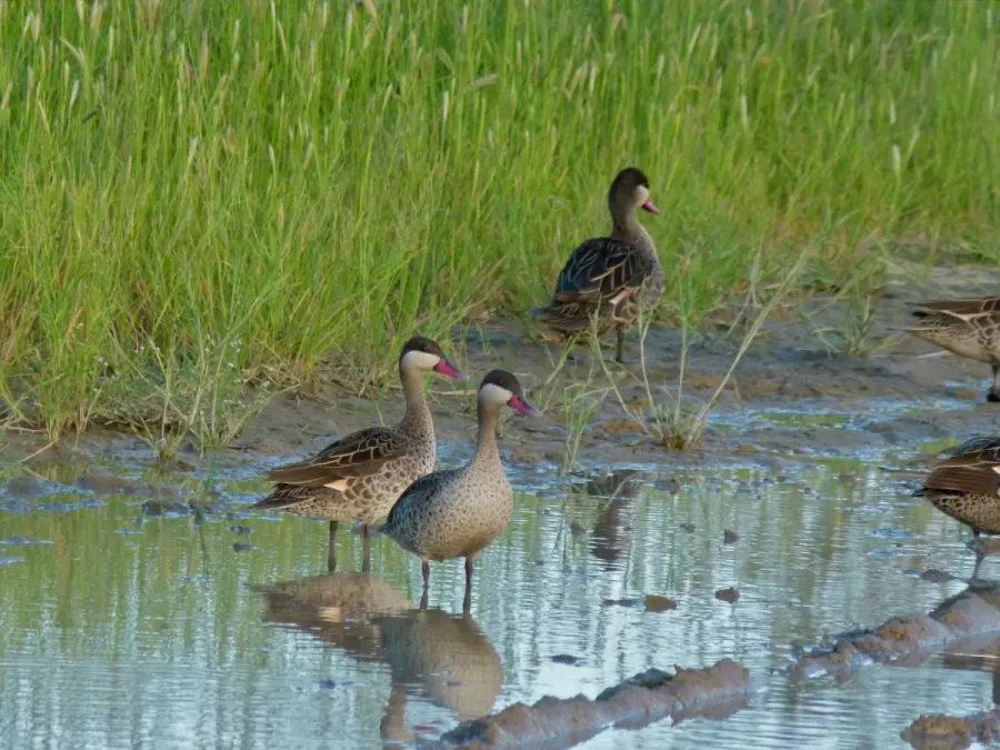 File:Red-billed Teals (Anas erythrorhyncha) (6871766786).jpg