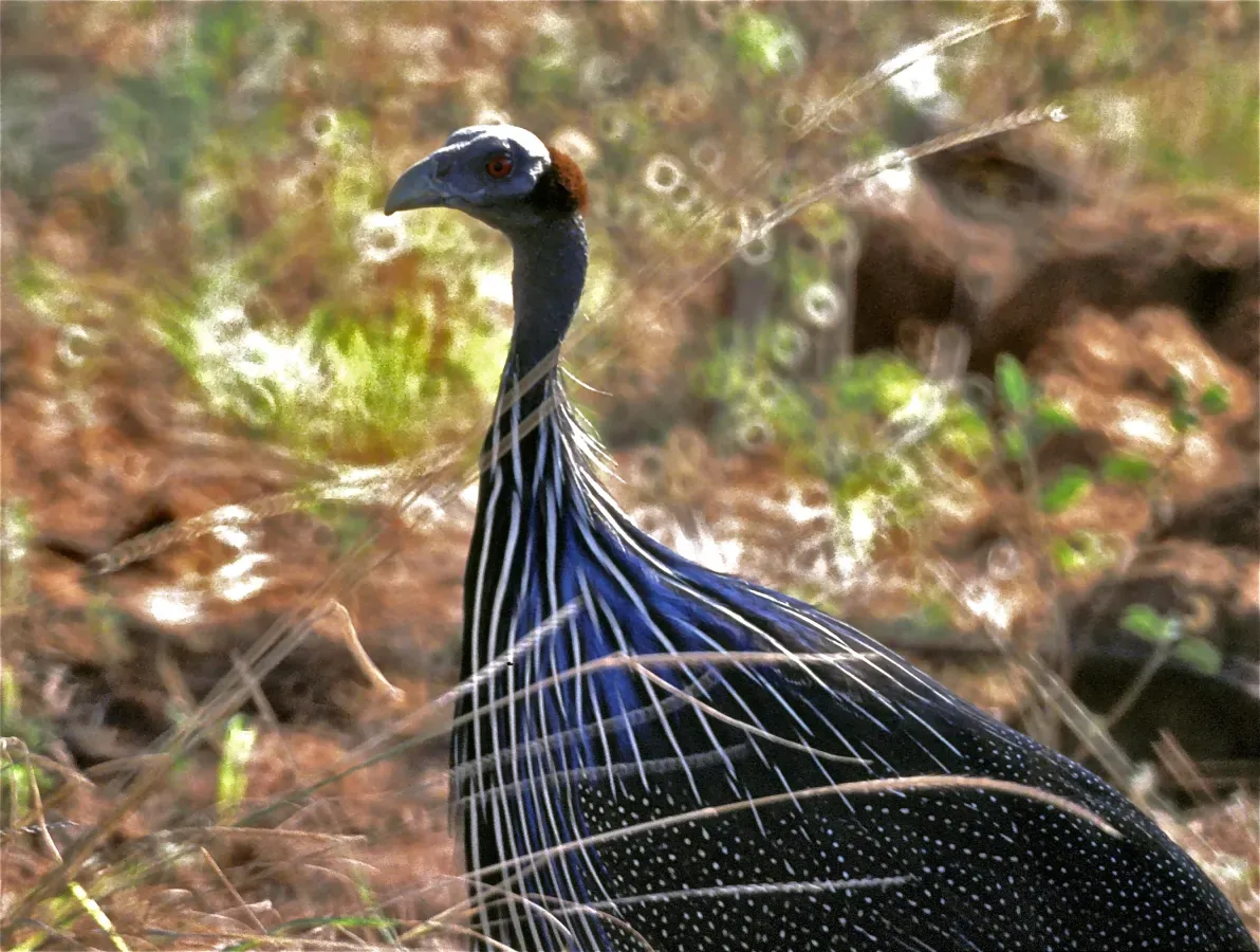 File:Vulturine Guineafowl (Acryllium vulturinum) (7662553390).jpg
