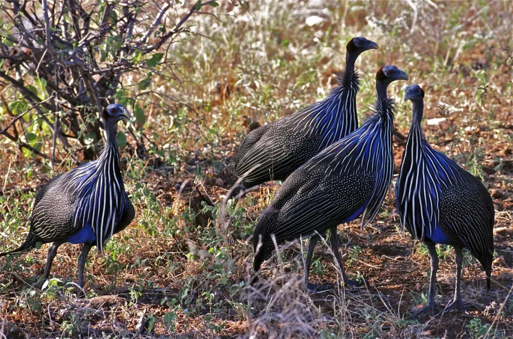 File:Vulturine Guineafowls (Acryllium vulturinum) (7662511202).jpg