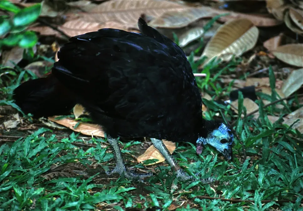 File:Wattled Brush-turkey (Aepypodius arfakianus) (7937212082).jpg