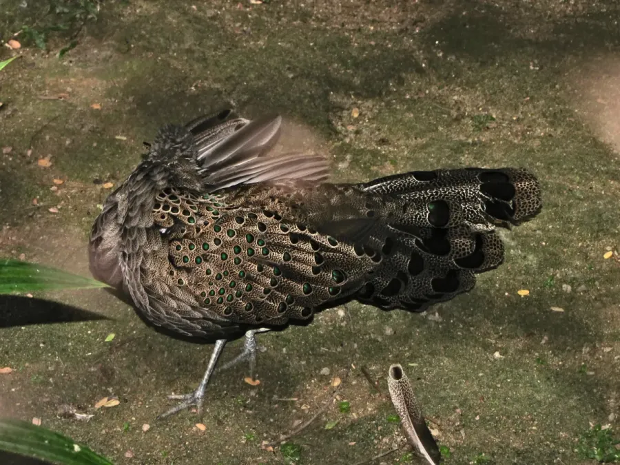 File:Malayan Peacock-pheasant Polyplectron malacense (6969985630).jpg