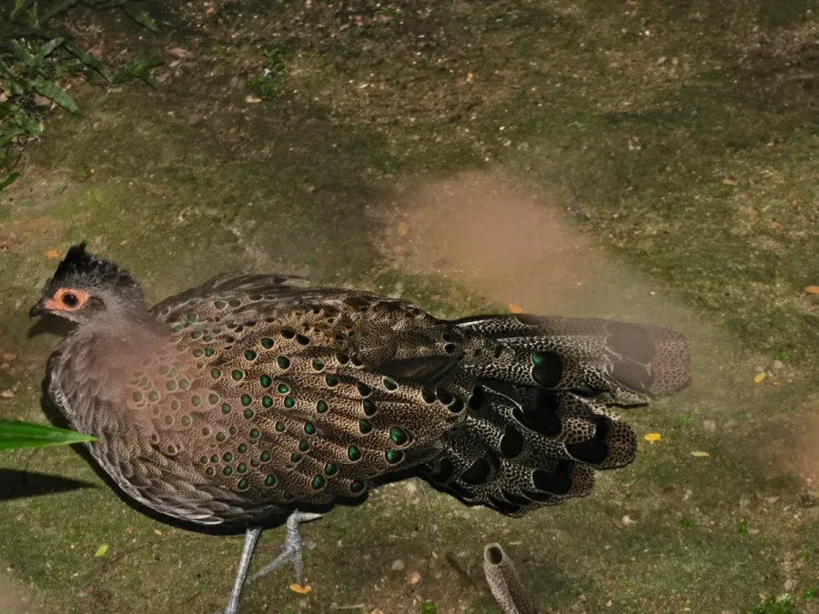 File:Malayan Peacock-pheasant Polyplectron malacense (6970026190).jpg