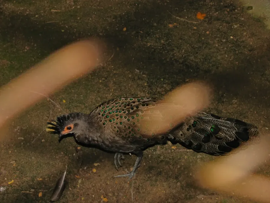 File:Malayan Peacock-pheasant Polyplectron malacense (7116106343).jpg