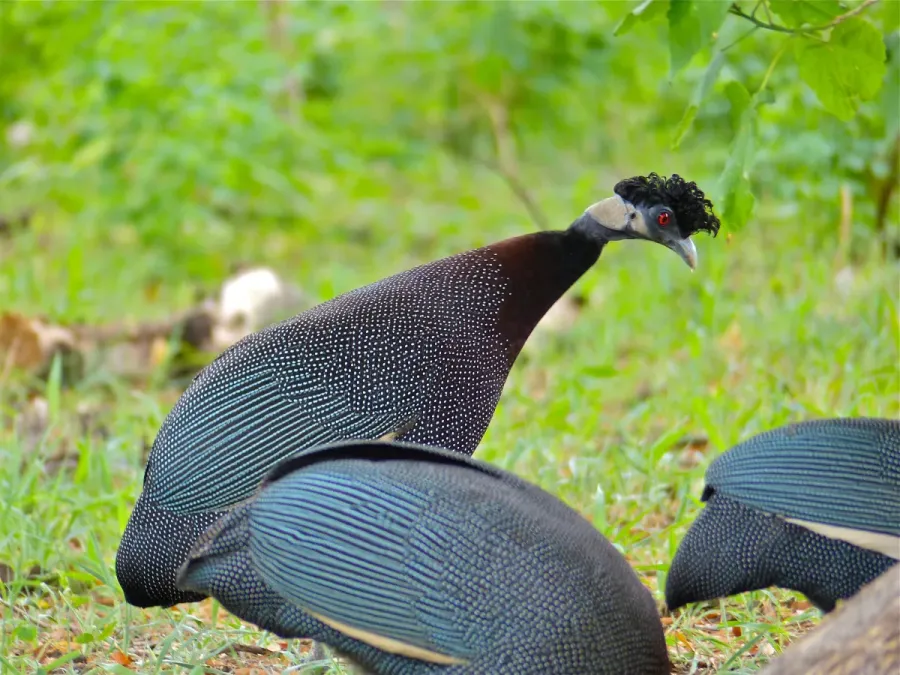 File:Crested Guineafowls (Guttera edouardi) (11770271525).jpg