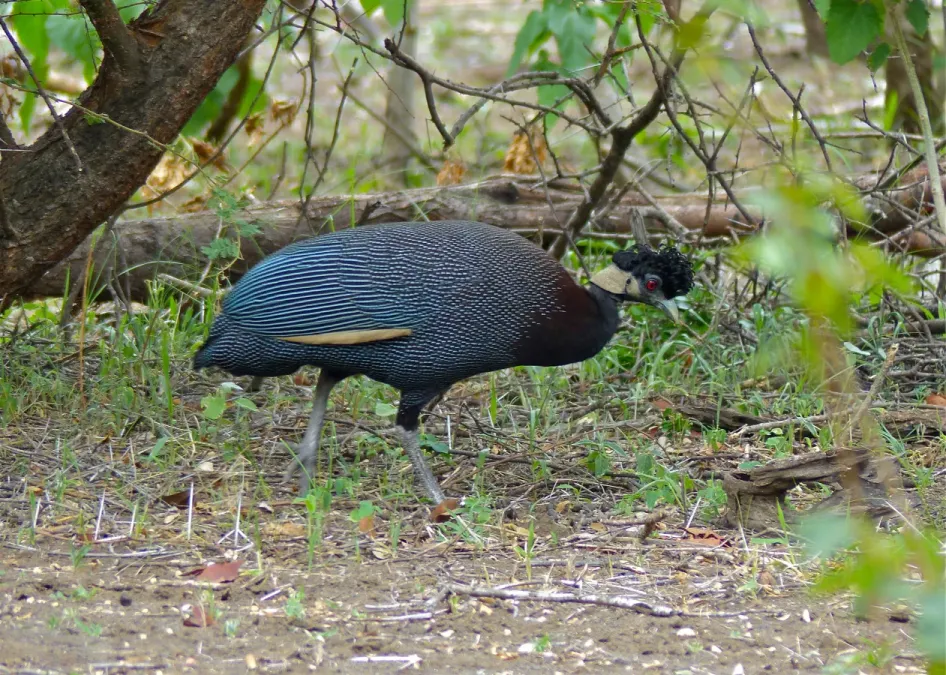 File:Crested Guineafowls (Guttera edouardi) (11770955456).jpg