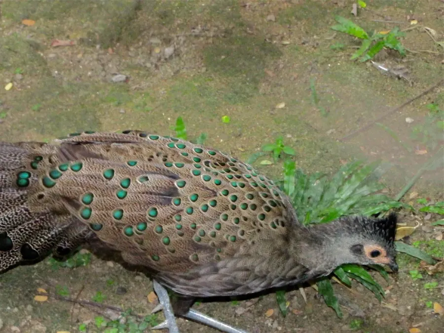 File:Malayan Peacock-pheasant Polyplectron malacense (6969987252).jpg