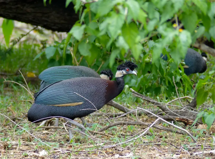 File:Crested Guineafowls (Guttera edouardi) (11770986956).jpg