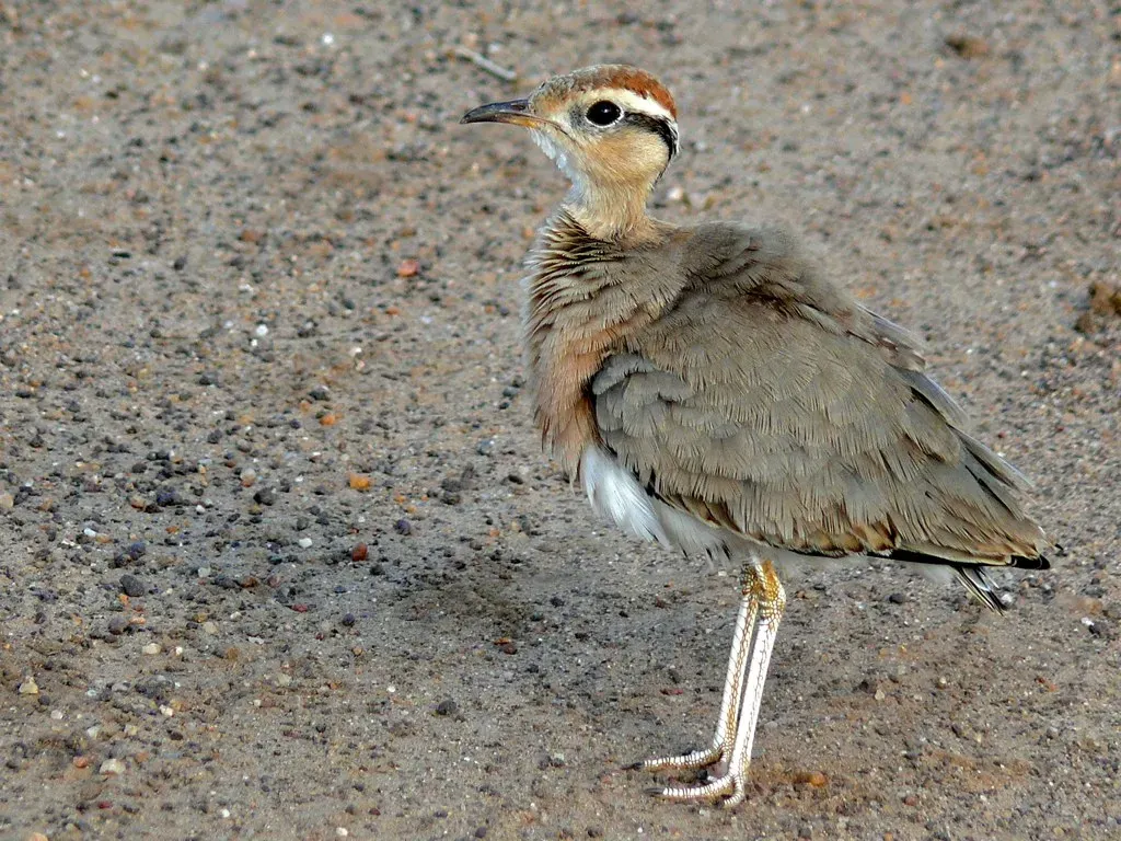 File:Temminck's Courser (Cursorius temminckii) (6041977717).jpg