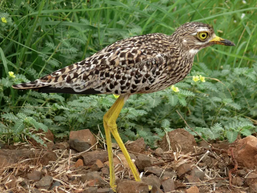 File:Spotted Thick-Knee (Burhinus capensis) (6044666659).jpg