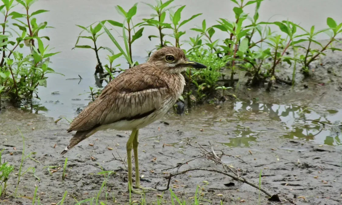 File:Water Thick-Knee (Burhinus vermiculatus) (6012206084).jpg