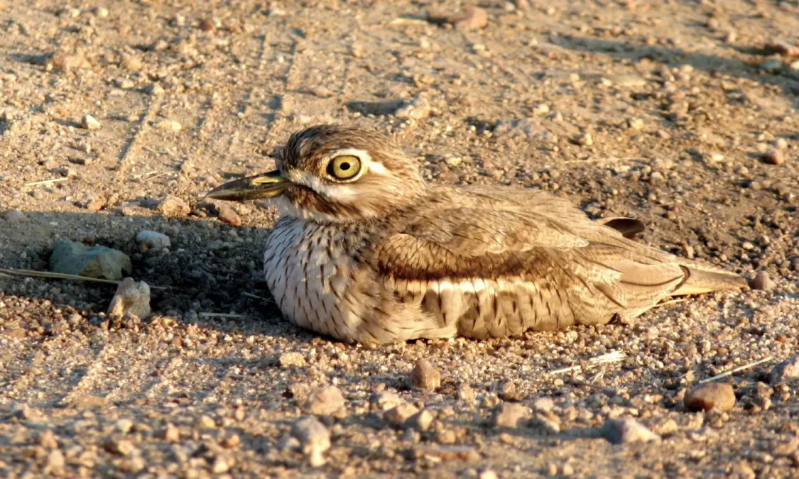 File:Water Thick-Knee (Burhinus vermiculatus) (6020986861).jpg