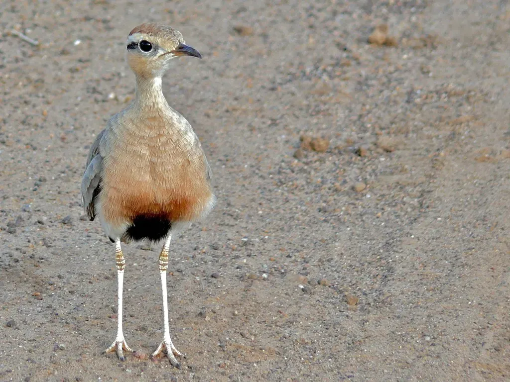 File:Temminck's Courser (Cursorius temminckii) (6042522104).jpg