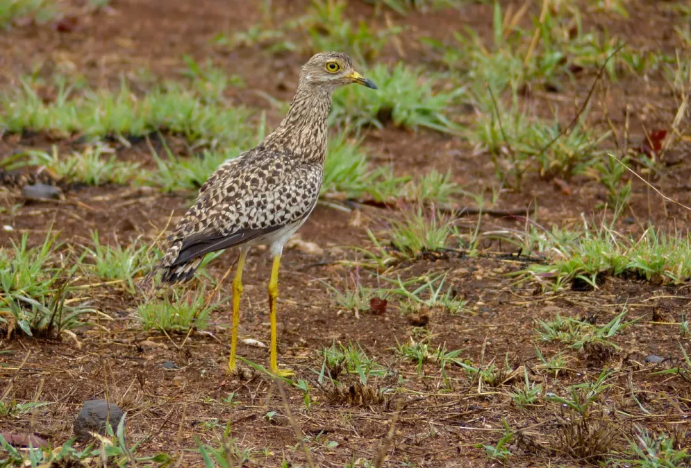 File:Spotted Thick-knee (Burhinus capensis) (11683751253).jpg