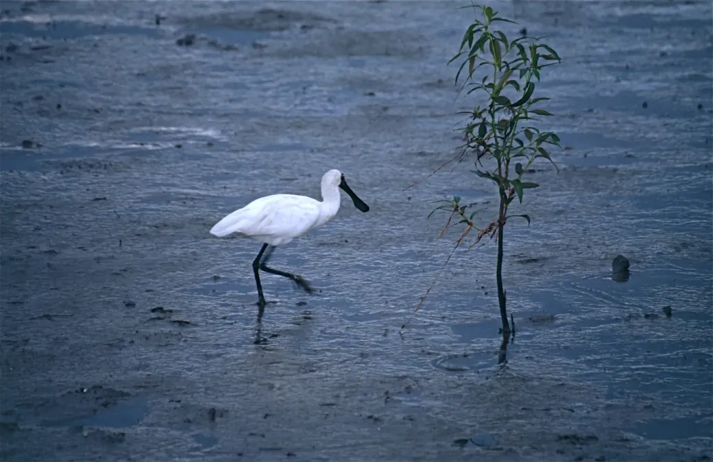 File:Black-billed Spoonbill (Platalea regia) (9703920266).jpg