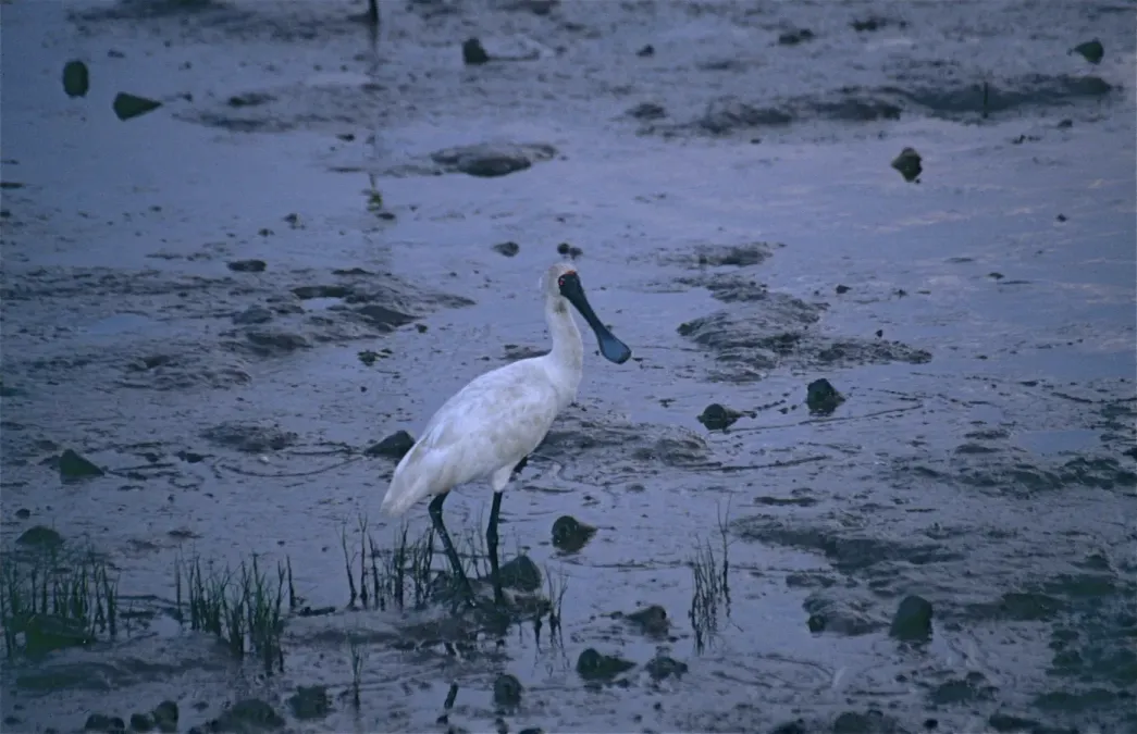 File:Black-billed Spoonbill (Platalea regia) (9703925542).jpg