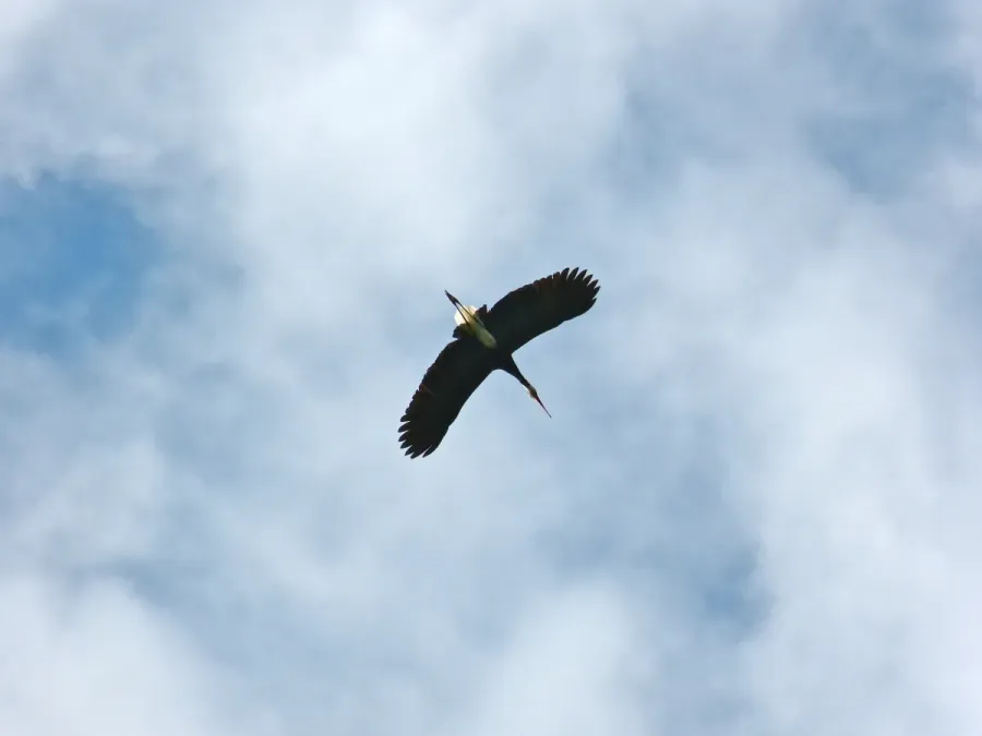 File:Storm's Stork (Ciconia stormi) (8071308409).jpg