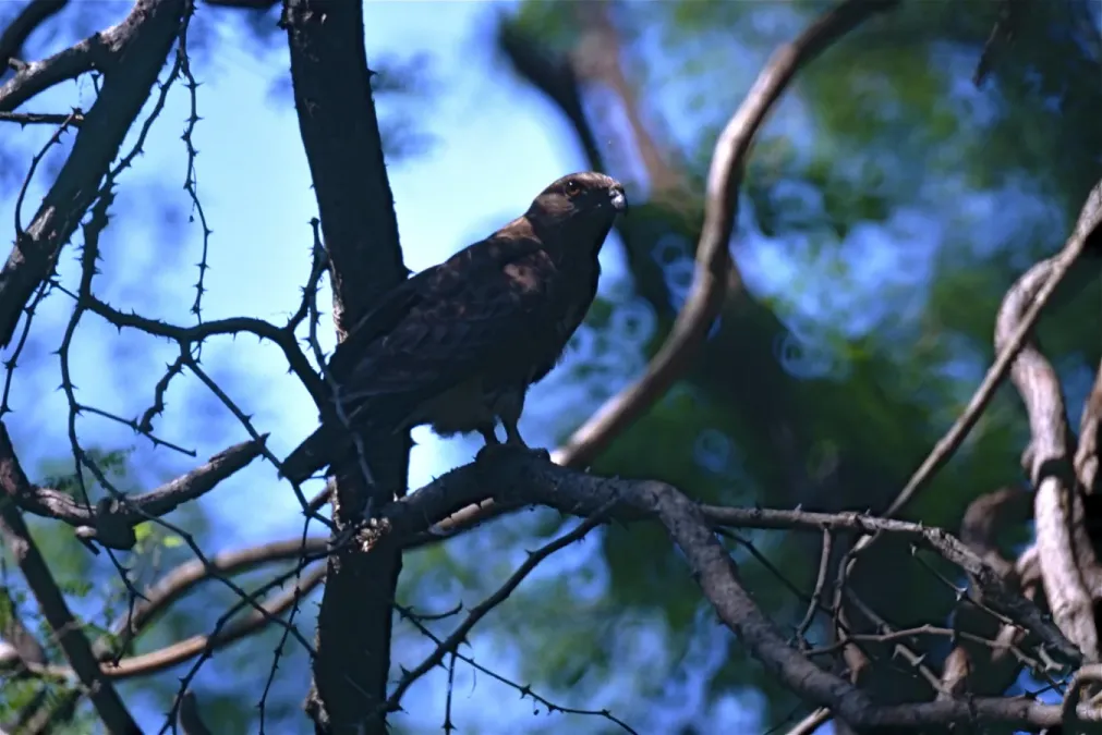 File:Madagascar Buzzard (Buteo brachypterus) (9613268269).jpg
