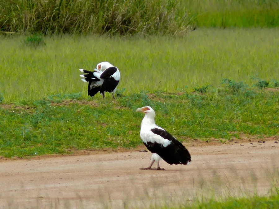 File:Palm-nut Vultures (Gypohierax angolensis) (6934551034).jpg
