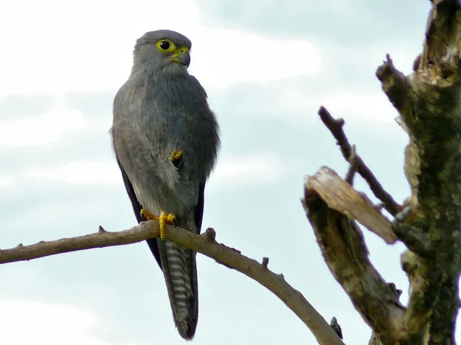 File:Grey Kestrel (Falco ardosiaceus) (6861327565).jpg