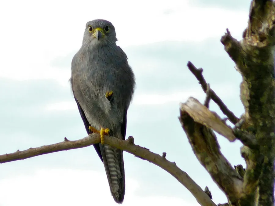 File:Grey Kestrel (Falco ardosiaceus) (6861322791).jpg