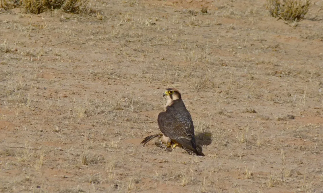 File:Lanner Falcon (Falco biarmicus) female, Kgalagadi Transfrontier Park (6446857495).jpg
