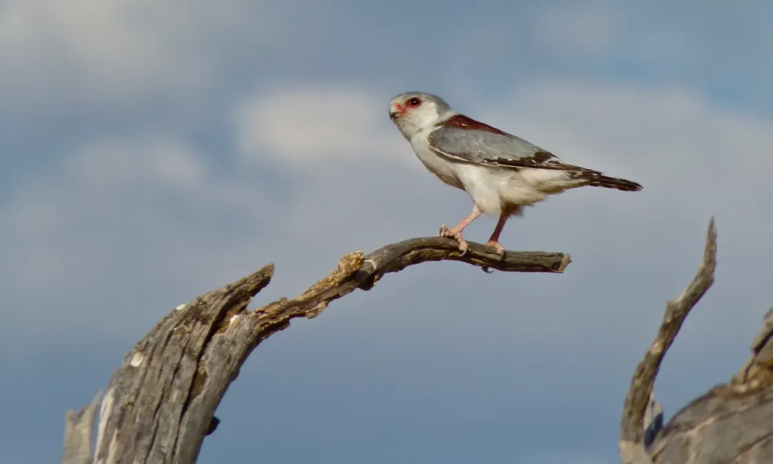 File:Pygmy Falcon (Polihierax semitorquatus) female (6446868435).jpg